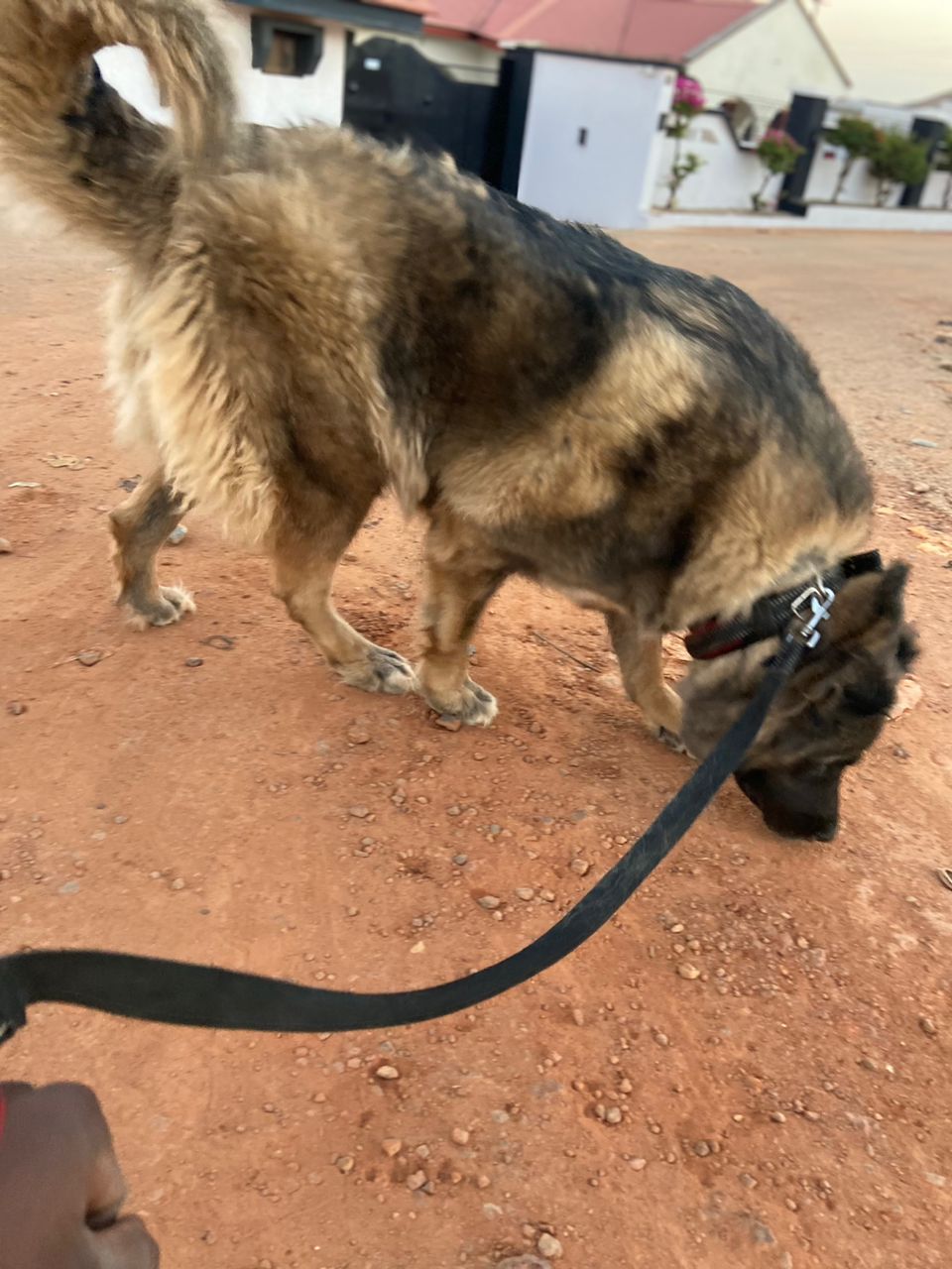 Caucasian Ovcharka Shepherd