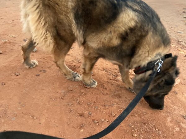 Caucasian Ovcharka Shepherd