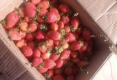 Strawberry per carton of 5kg