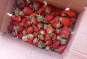 Strawberry per carton of 5kg