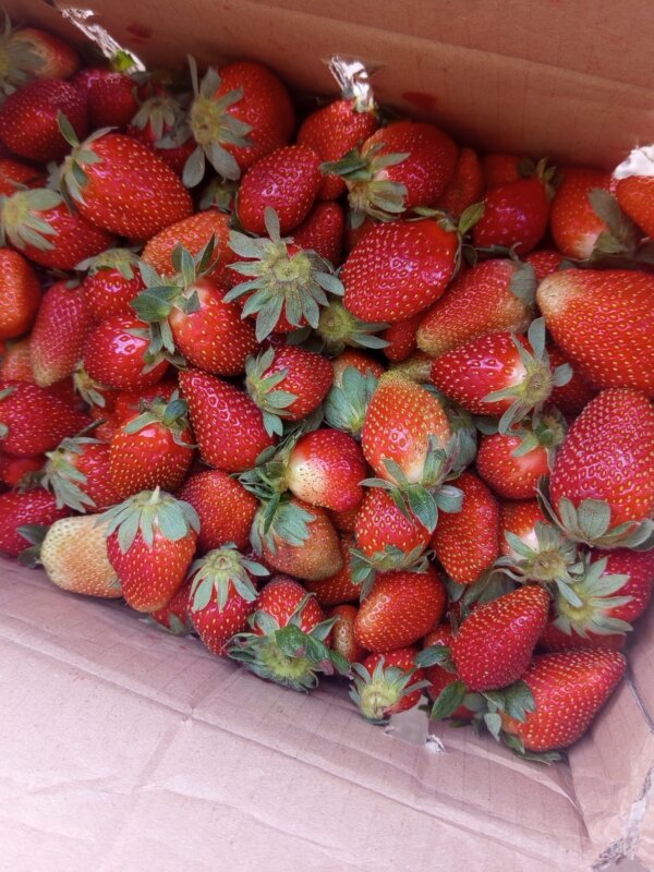 Strawberry per carton of 5kg