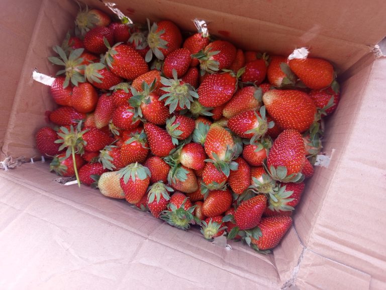 Strawberry per carton of 5kg