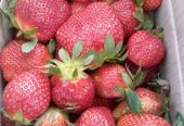 Strawberry per carton of 5kg