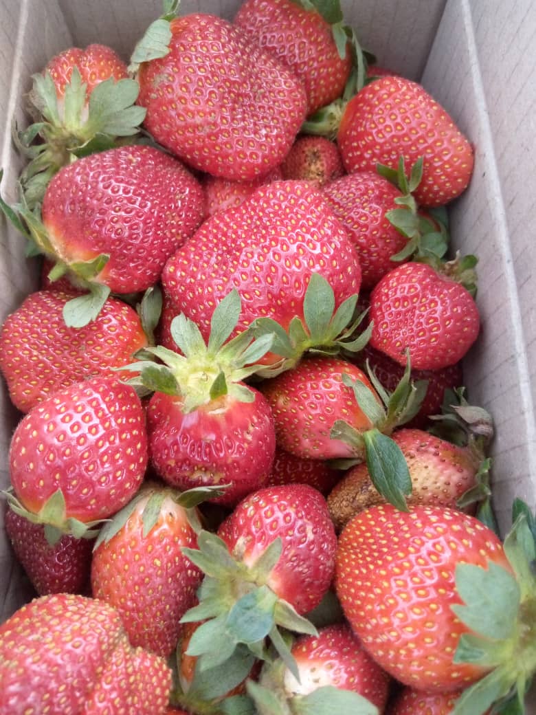 Strawberry per carton of 5kg