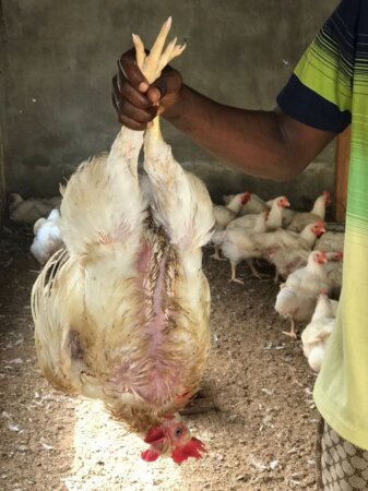 Chicken Chicken