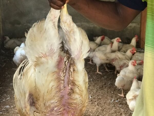 Chicken