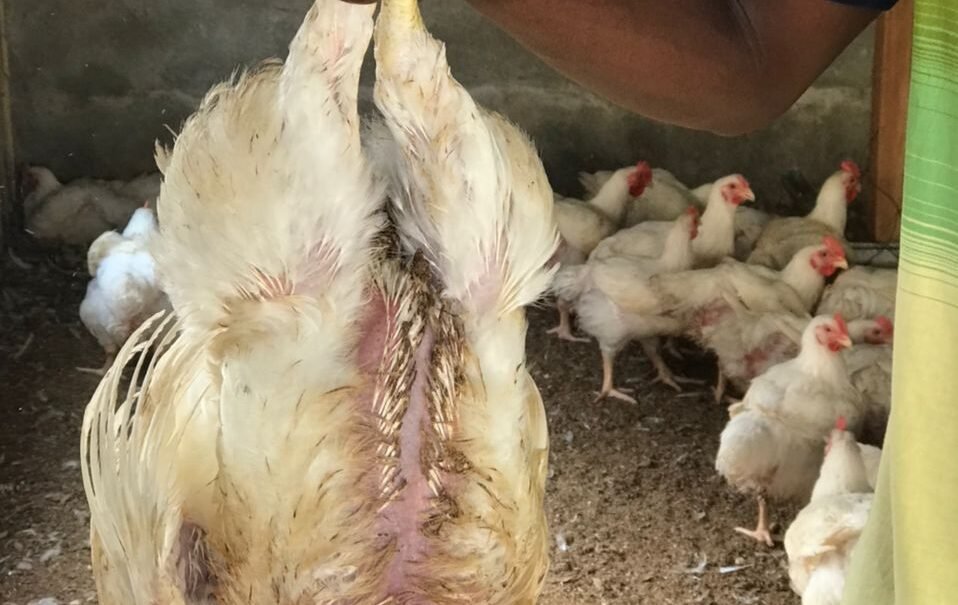 Chicken Chicken