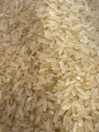 Rice