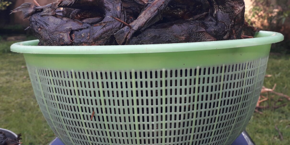 Dry  and fresh catfish