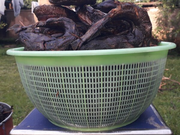 Dry  and fresh Catfish