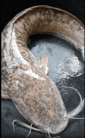 Table size Catfish