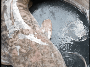 Table size catfish