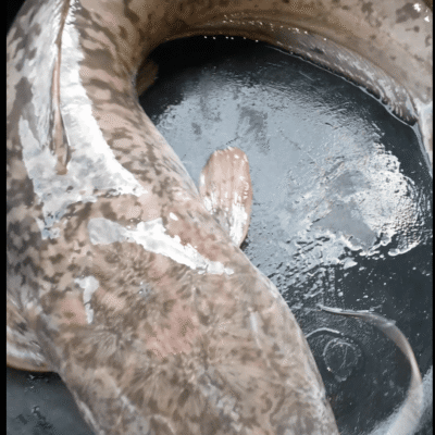 Table size Catfish