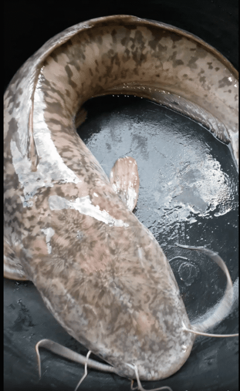 Table size catfish