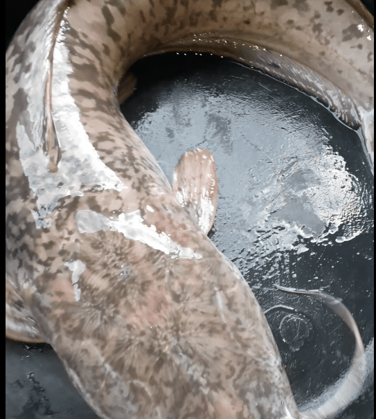 Table size catfish