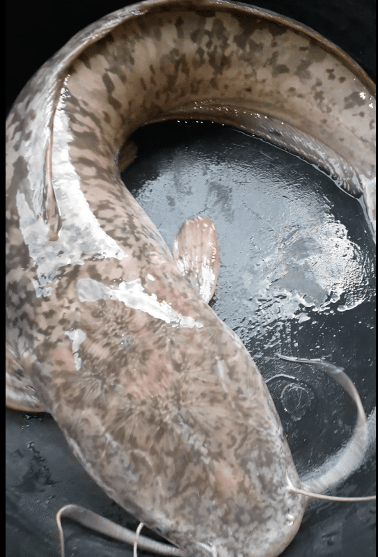 Table size Catfish