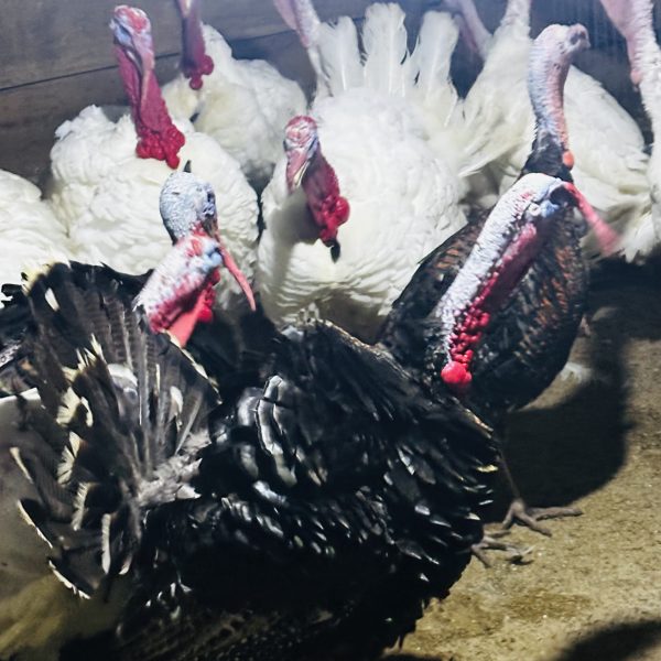 HOLIDAY TURKEY BONANZA — TASTE THE SEASON! 🦃🔥