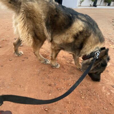 Caucasian Ovcharka Shepherd