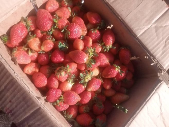 Strawberry per carton of 5kg