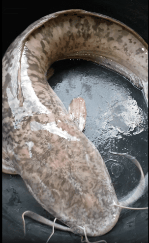 Table size Catfish