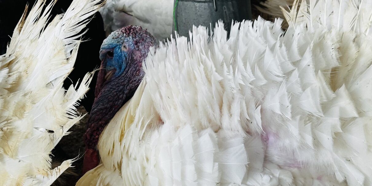 HOLIDAY TURKEY BONANZA HOLIDAY TURKEY BONANZA — TASTE THE SEASON! 🦃🔥