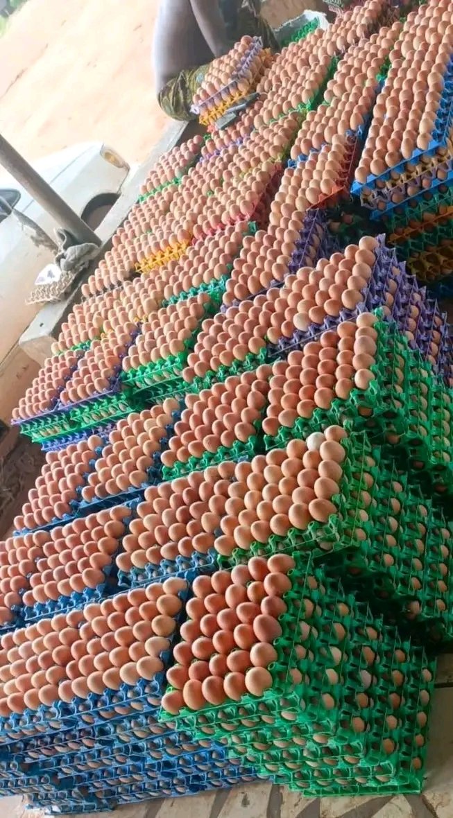 Nigeria Poultry Farms LTD