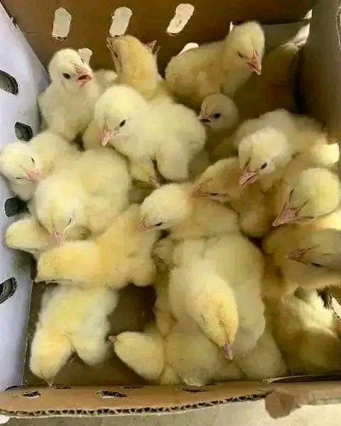 Nigeria Poultry Farms LTD