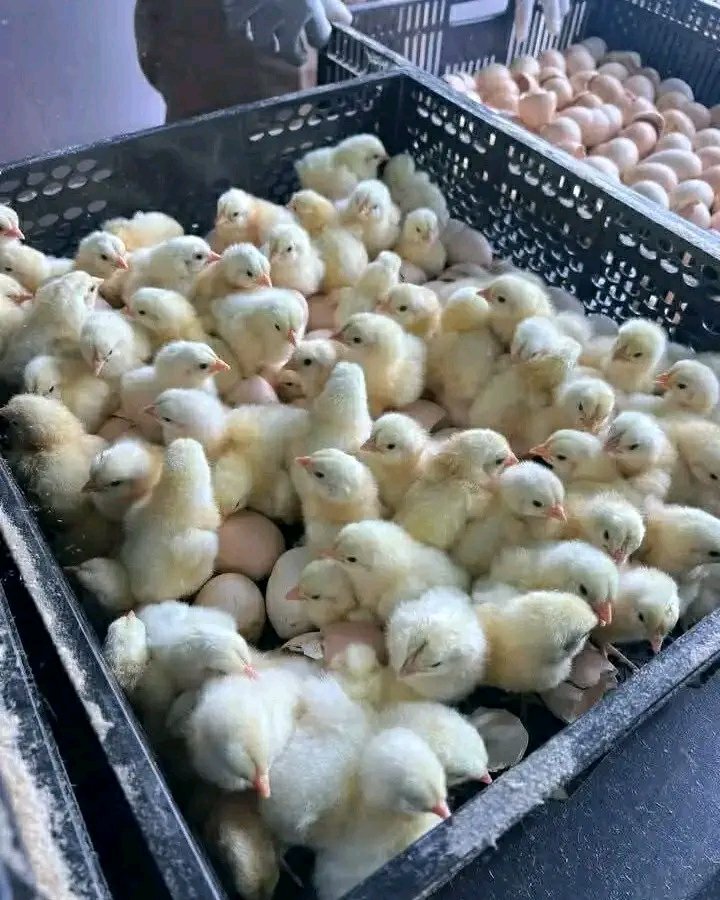 Nigeria Poultry Farms LTD