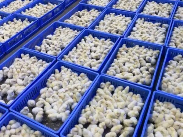 Nigeria Poultry Farms Nigeria Poultry Farms LTD