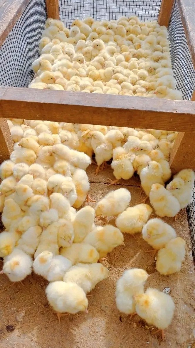 Nigeria Poultry Farms LTD
